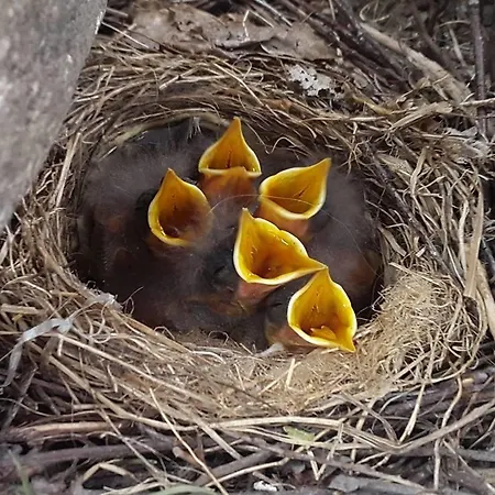 Ferienhaus Erlendi Kodumajutus *