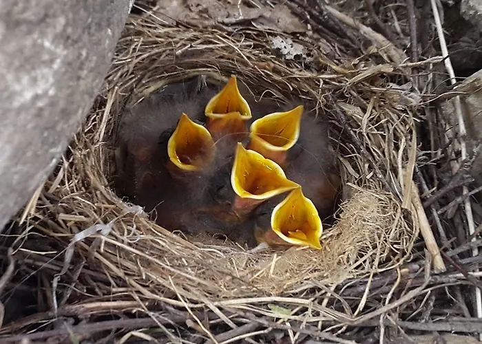 Будинок відпочинку Erlendi Kodumajutus *